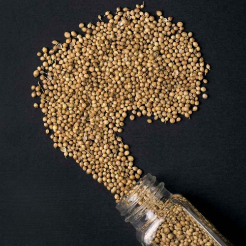 Коріандр горошок
